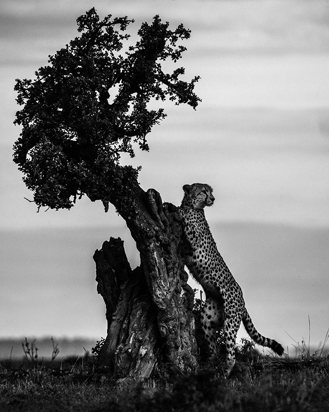 Cheetah, Kenya 2019 © Laurent Baheux