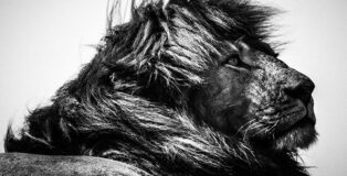 Lion Simba le Magnifique 4, Tanzania 2018 © Laurent Baheux