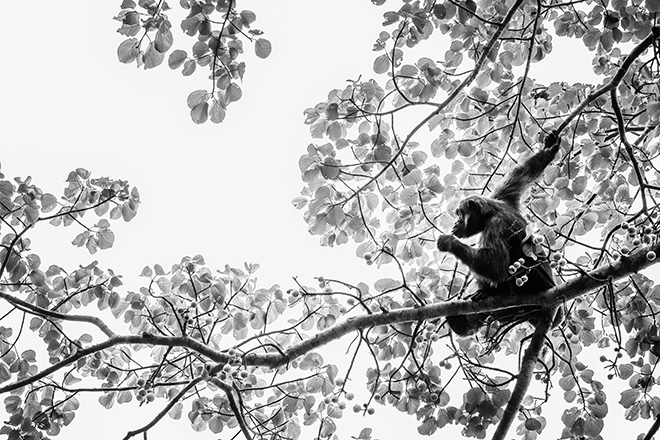Chimpanzee in a tree, Uganda 2018 © Laurent Baheux