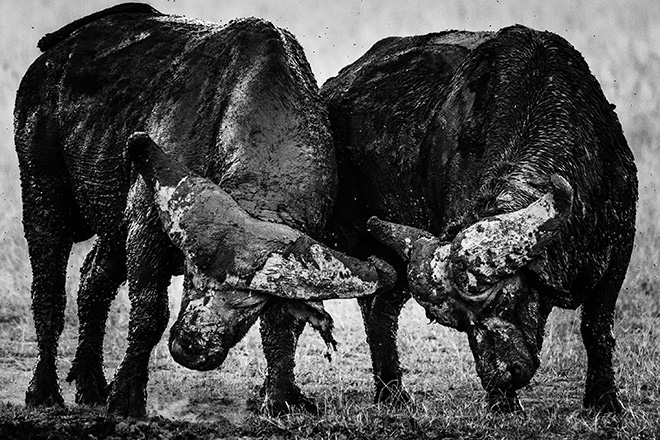 Buffalos after a mud bath, Kenya, 2018 © Laurent Baheux