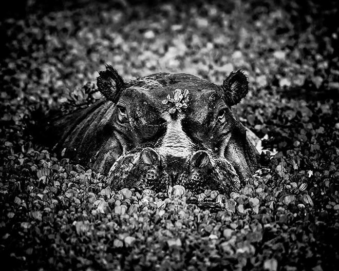 Hippo-Hide and seek, Kenya 2013 © Laurent Baheux