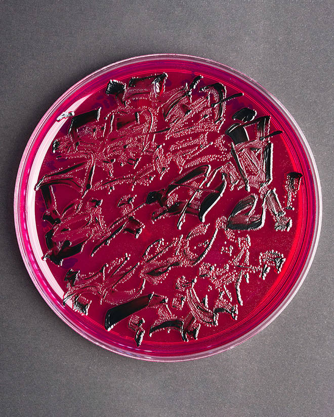 Bio-writing with bacteriological ink based on horizontal transfer of genetically engineered DNA that produces fluorescence in E. coli bacteria. Photo by Leonardo Luna.