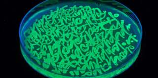 Portraits. Caligraphic executions using genetically modified bacteria through Horizontal Gene Transfer. Photo: Leonardo Luna Said Dokins – Bio-Rescriptures