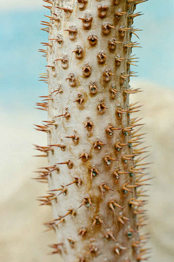 Arianna Lago - Desert thorns