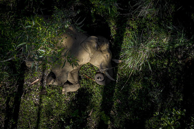 Dhanu Paran - Sleeping Giant, Primo classificato, Wildlife, Drone Photo Awards 2023