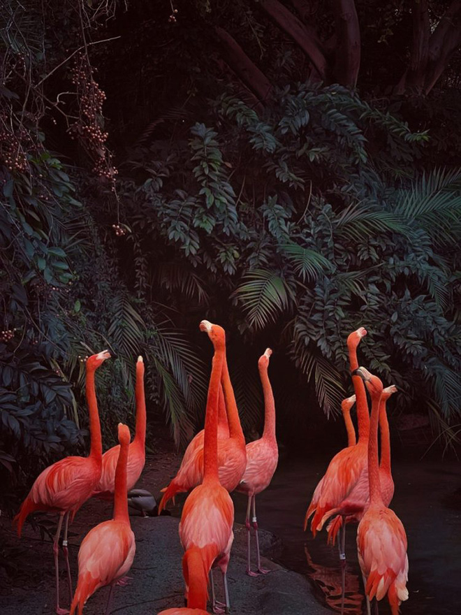 Skye Snyder - Pink Flamingos, Shot on iPhone 12 Pro Max. First Place - Animals, iPhone Photography Awards 2023