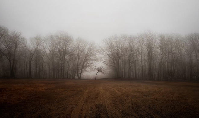 Linda Repasky (United States) - The Tiny Tree, Belchertown, Massachusetts, Shot on iPhone 14 Pro. Third Place - Landscape, iPhone Photography Awards 2023