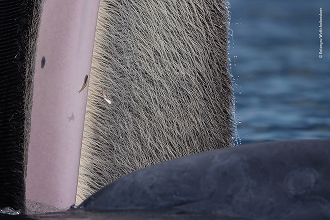 ©Katanyou Wuttichaitanakorn - La bellezza della balena, Vincitore Giovani fotografi 15-17 anni, WINNER Young Wildlife Photographer of the Year