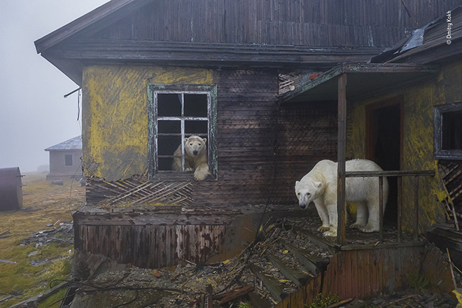 ©Dmitry Kokh - La casa degli orsi, Vincitore Natura urbana, Wildlife Photographer of the Year