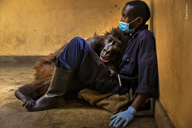©Brent Stirton - La morte di Ndakasi, Vincitore Fotogiornalismo, Wildlife Photographer of the Year