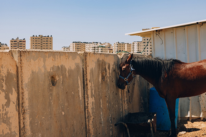 Maen Hammad - LANDING. A horse standing against Israel’s apartheid wall in the occupied West Bank city of Kufr Aqab.