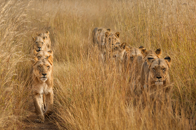Torie Hilley - Lions in Lines, Siena International Photo Awards 2023 - 1st classified The beauty of nature