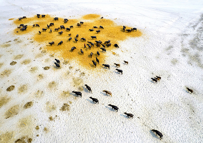 Survival of Buffaloes in Drought, Md Shafiul Islam (2023). Winner: Keeping 1,5 Alive