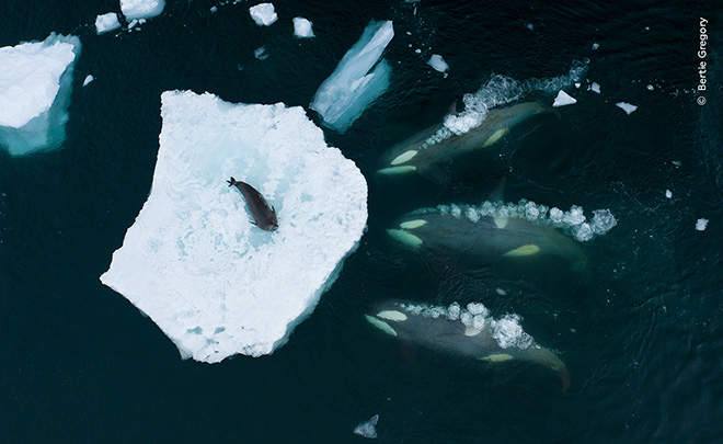 ©Bertie Gregory / Wildlife Photographer of the Year. Whales making waves. Winner, Behaviour: Mammals