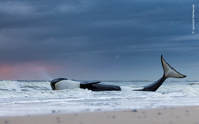 ©Lennart Verheuvel - Wildlife Photographer of the Year. Last gasp. Winner, Oceans: The Bigger Picture
