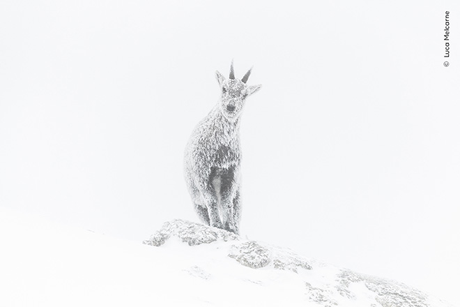 ©Luca Melcarne / Wildlife Photographer of the Year. Alpine exposure. Winner, Rising Star Portfolio Award