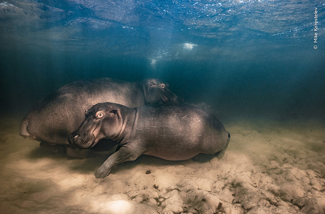©Mike Korostelev / Wildlife Photographer of the Year. Hippo nursery. Winner, Underwater