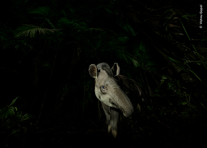 ©Vishnu Gopal / Wildlife Photographer of the Year. Face of the forest. Winner, Animal Portraits