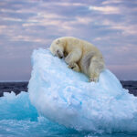 “Ice Bed” di Nima Sarikhani è lo scatto vincitore dei “People’s Choice Award Wildlife Photographer of the Year”