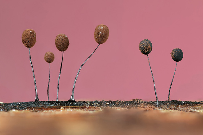 Jason McCombe / British Wildlife Photography Awards 2024. Tiny Forest Balloons Botanical Britain | Winner. Slime mould (Comatricha nigra) Essex, England