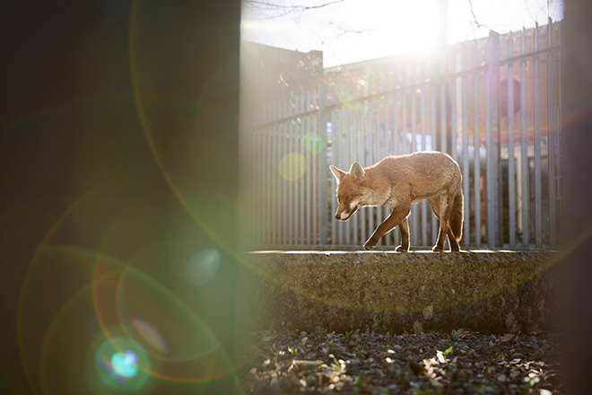 ©Simon Withyman / British Wildlife Photography Awards 2024. Day Walker, Urban Wildlife | Winner, Red fox (Vulpes vulpes) Bristol, England