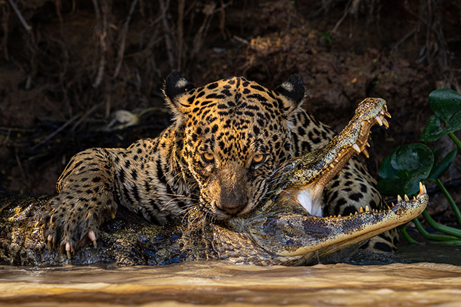 © Ian Ford, United Kingdom - Caiman Crunch, Winner, Open Competition, Natural World & Wildlife, Sony World Photography Awards 2024