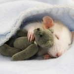 Ratti con il loro Teddy Bear