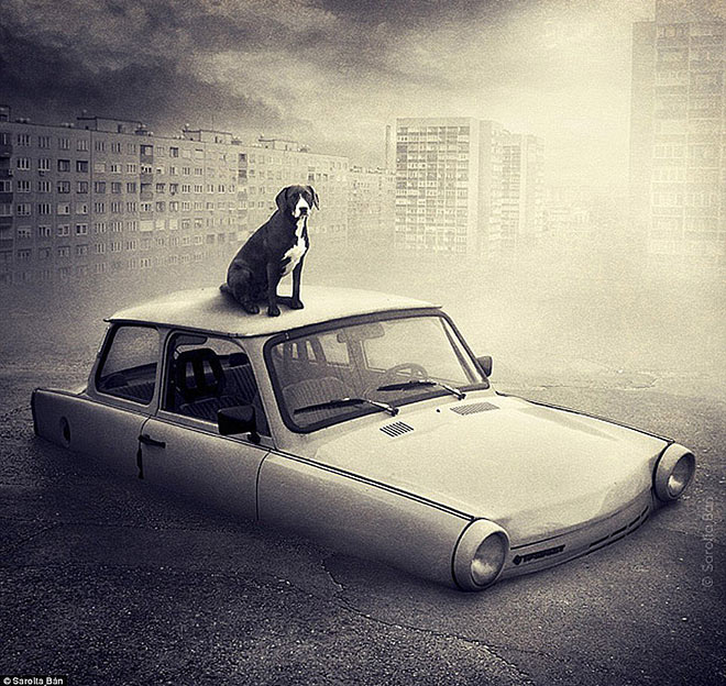Sarolta Ban - Surreal Dogs photography
