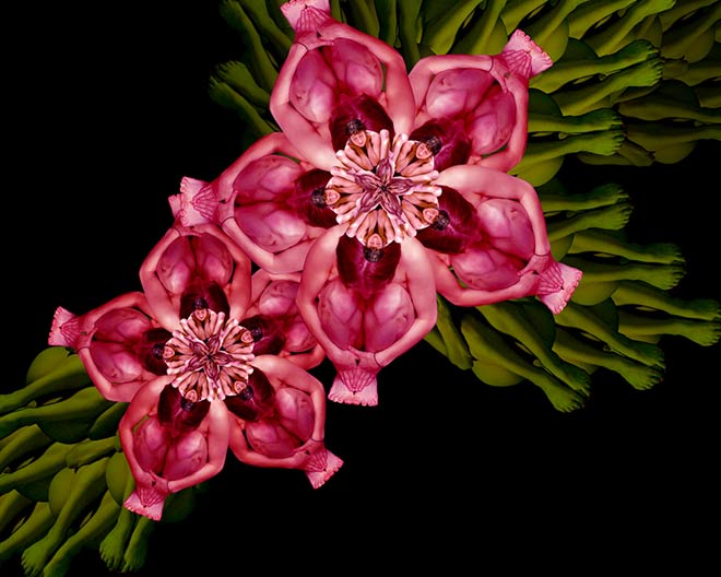Cecelia Webber – Human body Art