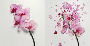 Jon Shireman - Broken flowers