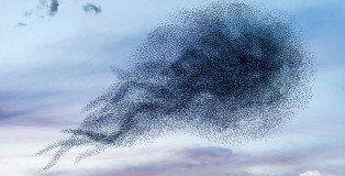 Alain Delorme - Murmurations