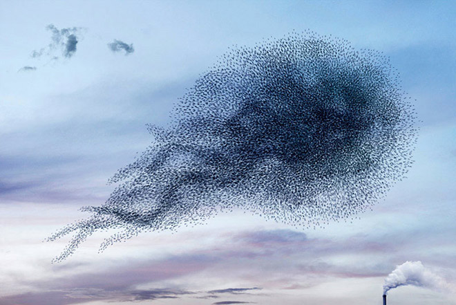 Alain Delorme – Murmurations