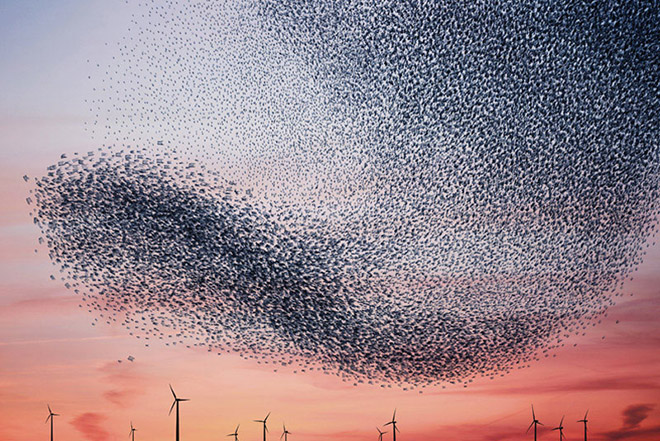 Alain Delorme - Murmurations