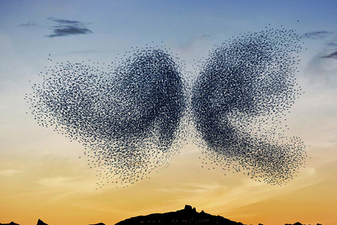 Murmurations - Ephemeral plastic sculptures