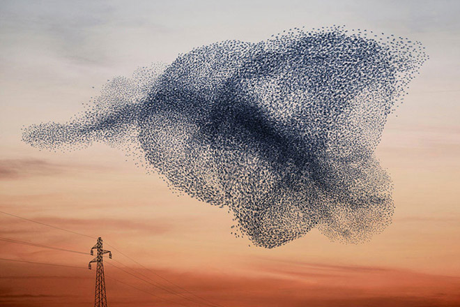 Murmurations -  Ephemeral plastic sculptures