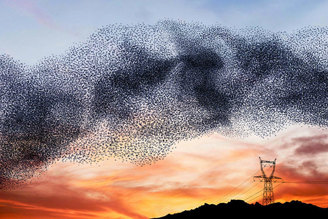 Murmurations - Ephemeral plastic sculptures