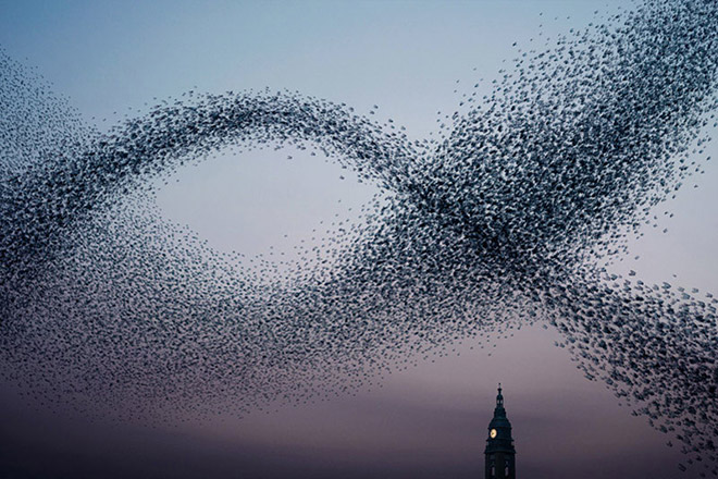 Murmurations