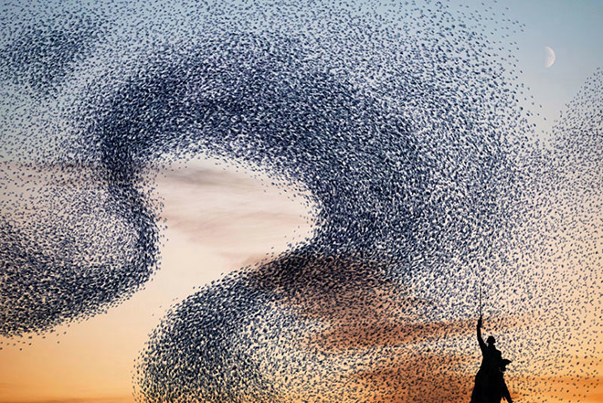 Murmurations - Ephemeral plastic sculptures