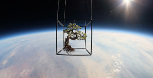 Azuma Makoto - Exobiotanica, Botanical space flight