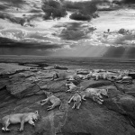 Winners Wildlife Photographer of the year 2014