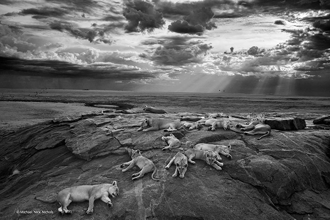 Winners Wildlife Photographer of the year 2014