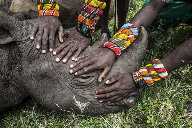 Amy Vitale - Orphaned Rhino - World Press Photo of the year 2014