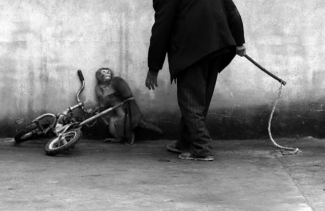 YONGZHI CHU - Monkey training for a circus - World Press Photo of the year 2014