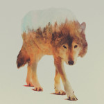 Andreas Lie – Animal Portraits