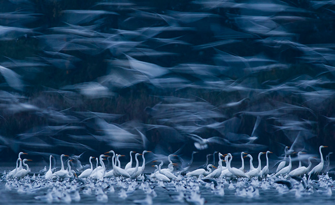 Mateusz Piesiak (POLAND) - White Phantoms, Barycz Valley (Poland) - 2014. 1 classificato WILDLIFE,  Siena International Photography Awards.