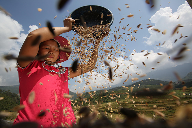 Luca Bracali (ITALY) - Harvest time - Lao Chai, Sapa (Vietnam) – 2014. 1 classificato  IL VALORE CULTURALE DEL RAPPORTO UOMO-CIBO, Siena International Photography Awards.