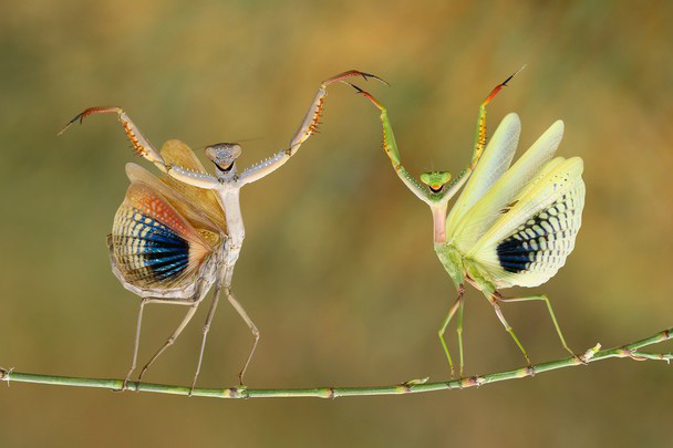 Hasan Baglar (Cipro) - Show time.  1 classificato NATURE,  Siena International Photography Awards.