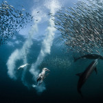 Greg Lecoeur trionfa al Siena International Photo Awards