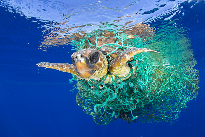 Francis Pérez - Caretta Caretta Trapped, Tenerife. Canary Islands, Spain, June 8, 2016, World Press Photo 2017, Nature, first prize singles.