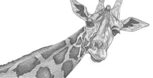 Arianna Fioratti Loreto - Giraffe, (2017) Pen and black ink on paper – 117 x 77 cm